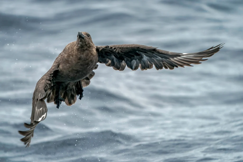 Brown Skua flying low over the ocean.