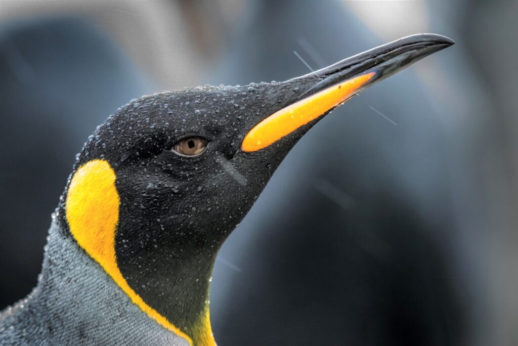 A close-up of a King Penguin in rain.