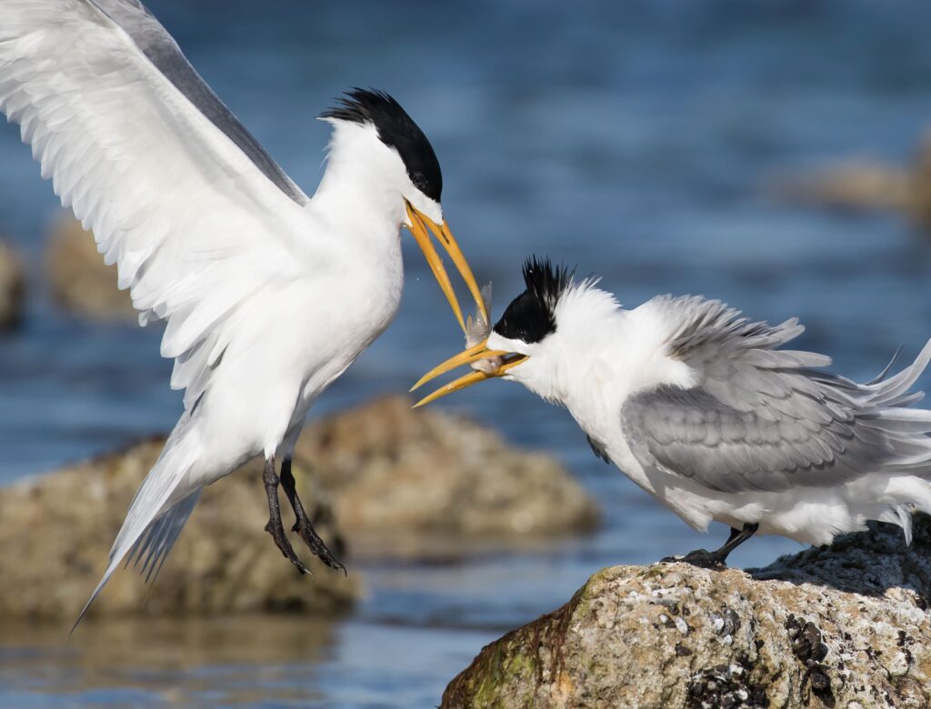 To the right of the frame, a Greater Crested Tern is perched on a rock, accepting a fish from another tern in flight during courtship.