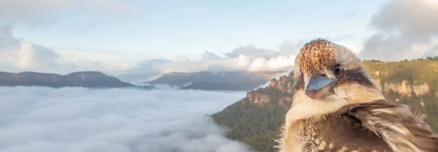 A panoramic view of a misty mountain range. To the right of the frame, a Laughing Kookaburra is facing backwards towards the camera.