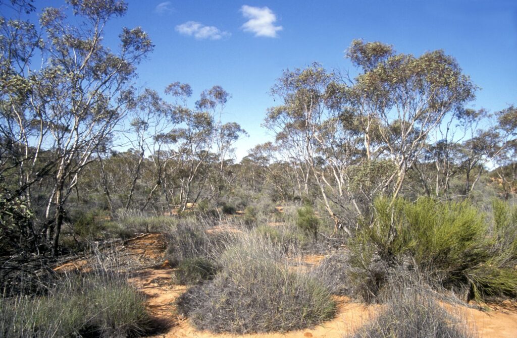 A photo of mallee woodland at Gluepot Reserve
