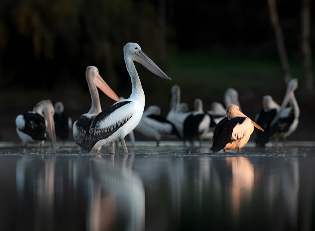 A portrait of a small flock of Australian Pelicans and their reflections in water.