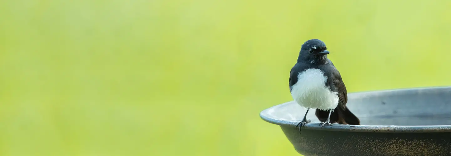 To the right of the frame, a black and white Willie Wagtail is perched on the edge of a bird bath and looking towards the camera against a lime green background.