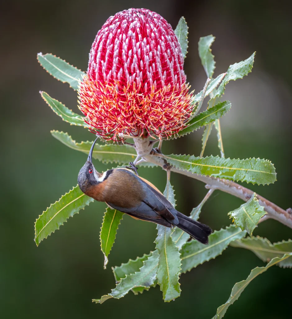 In the centre of the frame, a male Eastern Spinebill is perched on a bright red banksia flower, drinking nectar.