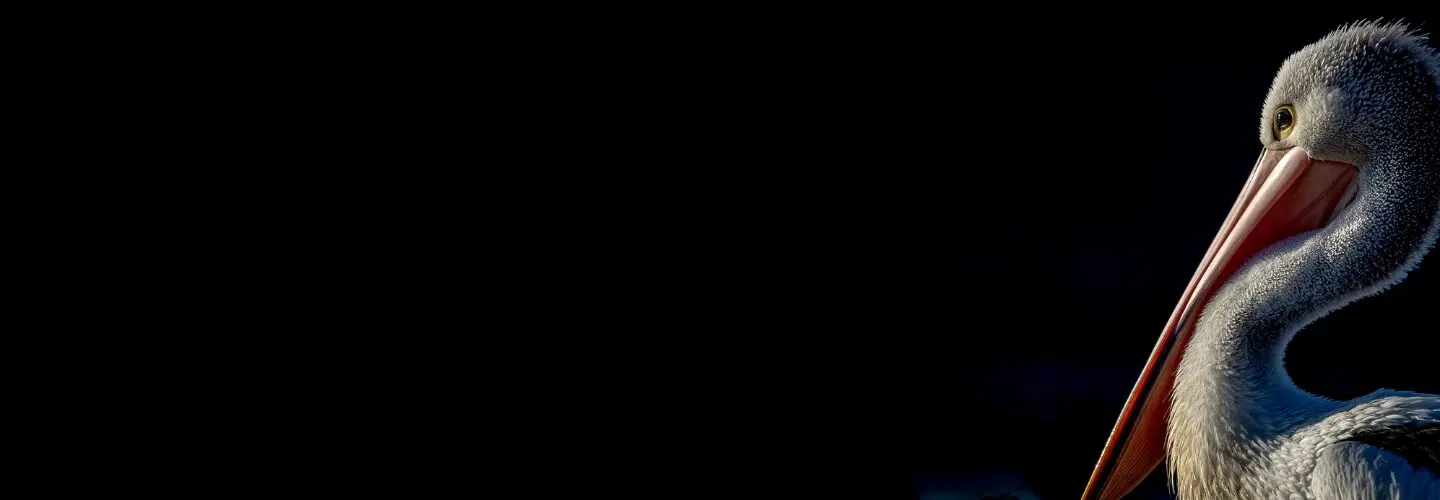 A cropped portrait of an Australian Pelican against a black background.