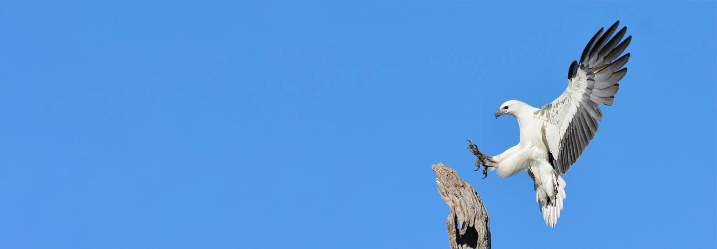 White-bellied Sea-Eagle coming to land on large branch against a bright blue sky background