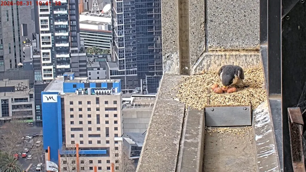 To the right of the frame, an adult Peregrine Falcon sits on four eggs in a nest box on the ledge of a skyscraper. The nest looks down over the Melbourne CBD. Screenshot via 367 Collins St Falcons livestream
