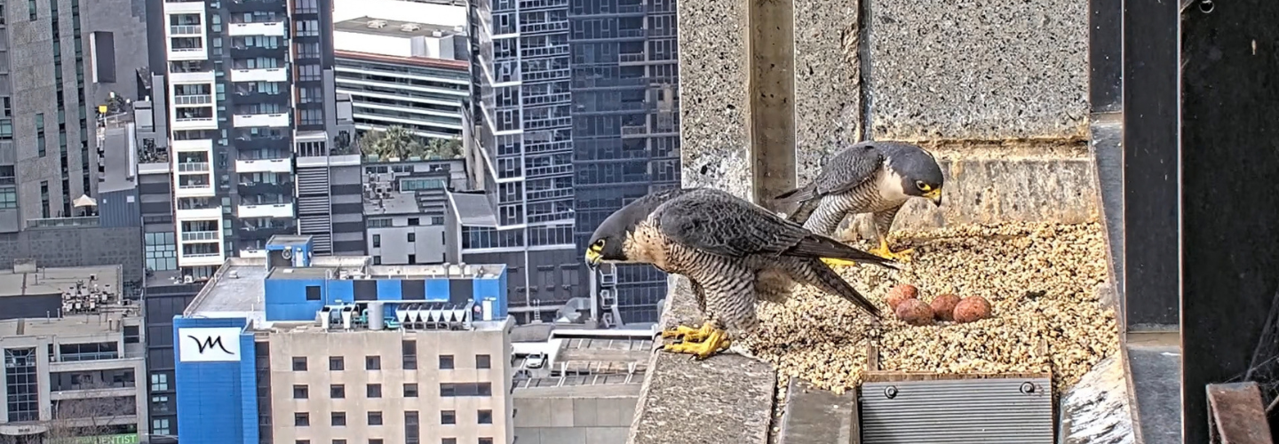 A pair of Peregrine Falcons and their four eggs in a nest box on the ledge of a skyscraper. The nest looks down over the Melbourne CBD. Screenshot via 367 Collins St Falcons livestream