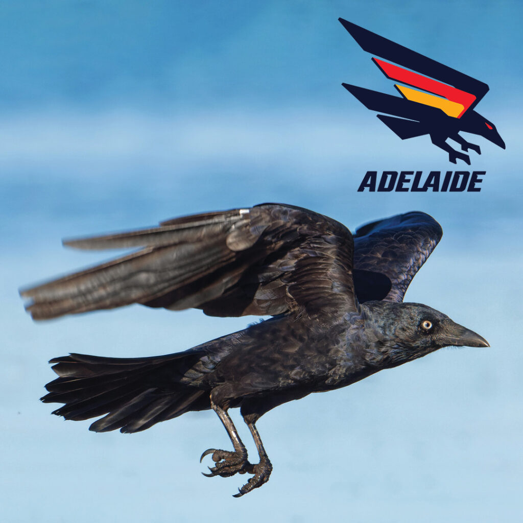 A Little Raven in flight, with the Adelaide Crows AFL Club logo in the top right corner