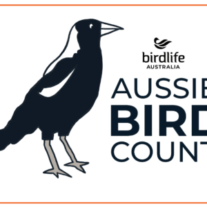 Australian Magpie Sticker