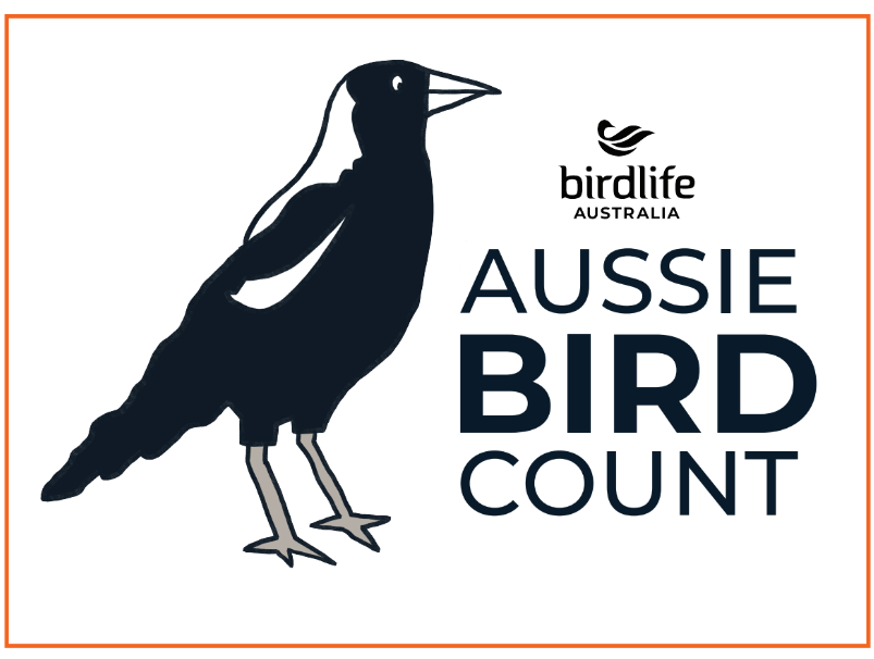 Australian Magpie Sticker