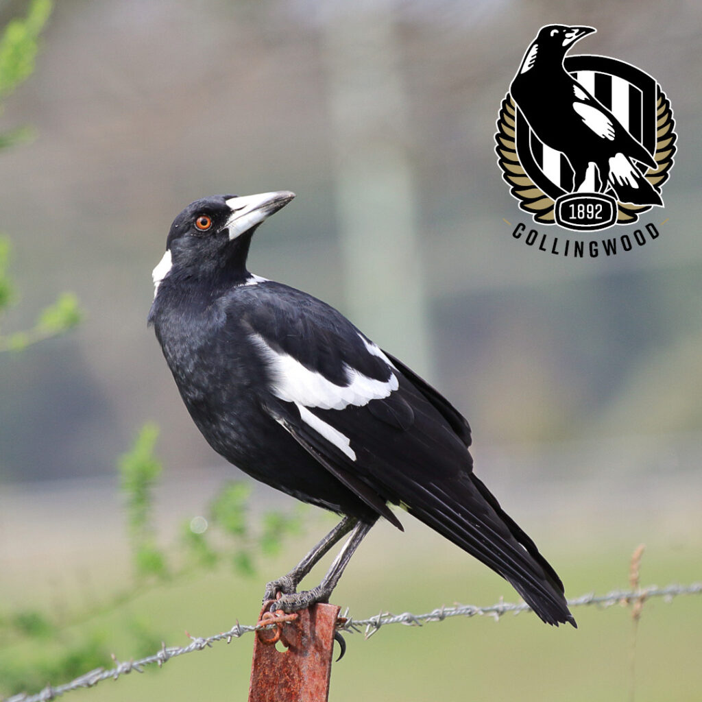 An Australian Magpie perched on a fence post, with the Collingwood AFL Club logo in the top right corner.