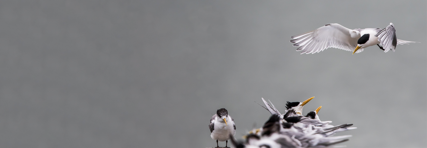 A small flock of black and white Greater Crested Terns perched on the ground, some out of focus, looking up towards a bird about to land. On the left, a bird is facing towards the camera against a grey background.