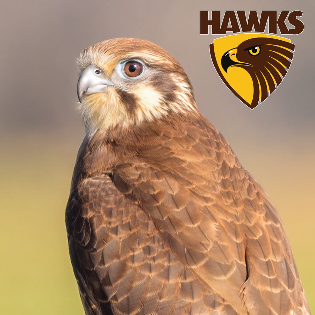A close-up of a Brown Falcon, with the Hawthorn AFL Club logo in the top right corner.