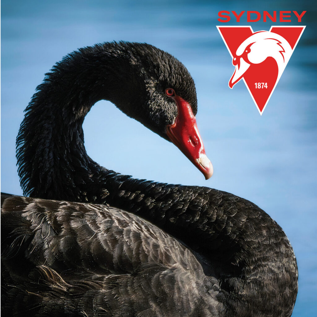 A close-up of a Black Swan, with the Sydney Swans AFL Club logo in the top right corner