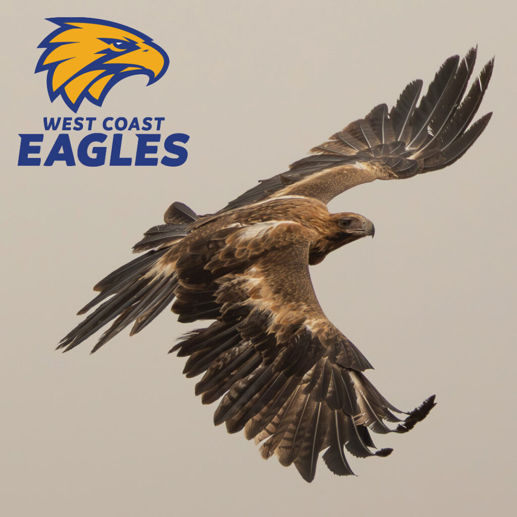 A Wedge-tailed Eagle in flight, with the West Coast Eagles AFL Club logo in the top right corner.