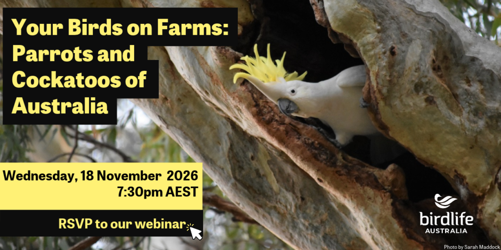 A Sulphur-crested Cockatoo poking its head out of a tree hollow.