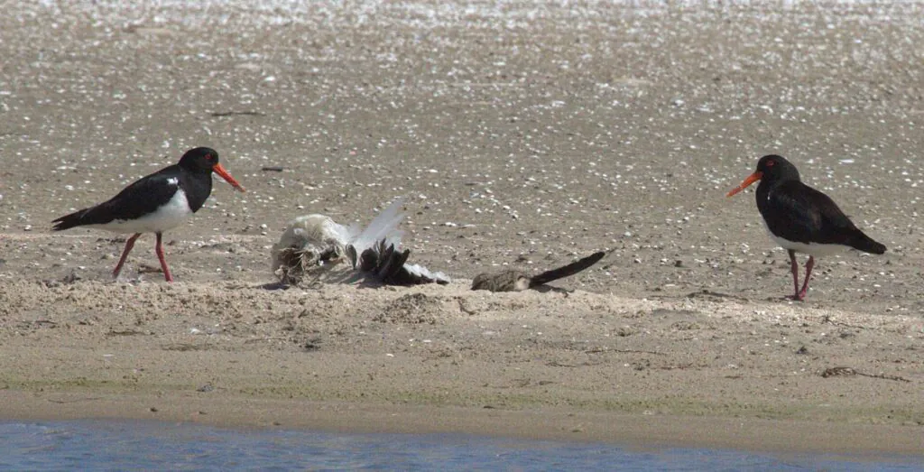 A pair of Pied Oystercatchers with a chick beside a deceased bird.