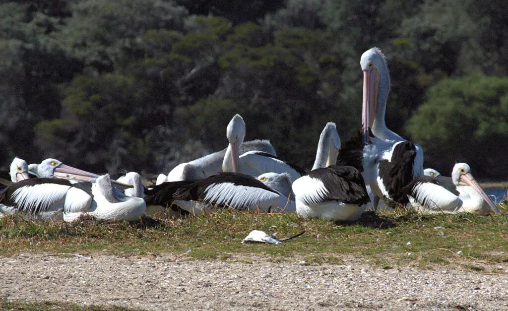 Pelican rookery with a deceased Greater Crested Tern nearby.