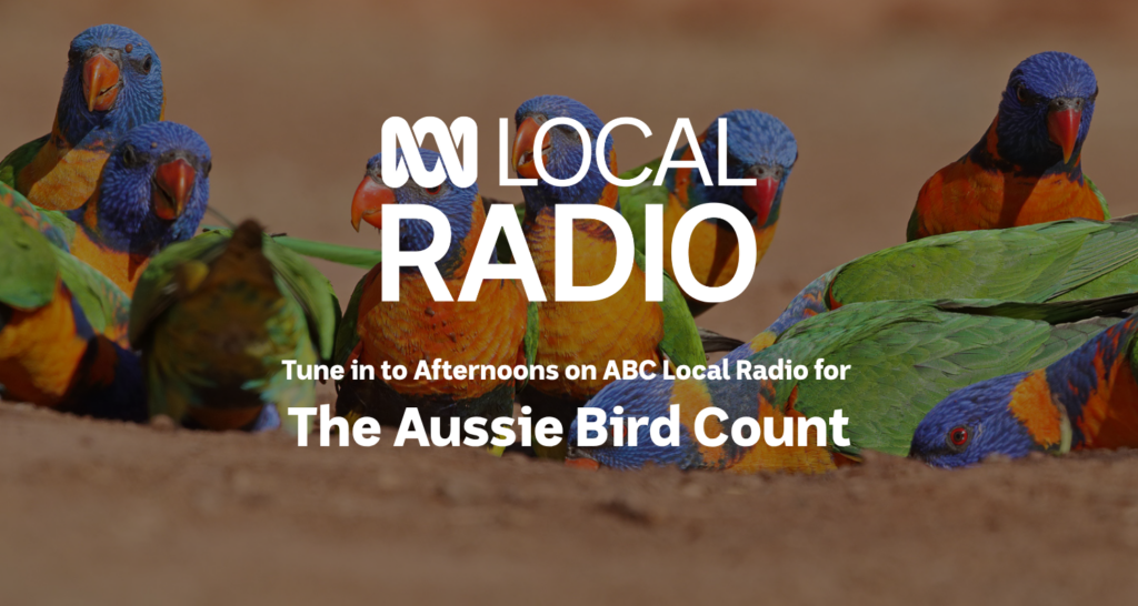 A flock of rainbow lorikeets with text overlay reading "Tune in to Afternoons on ABC Local Radio for the Aussie Bird Count."