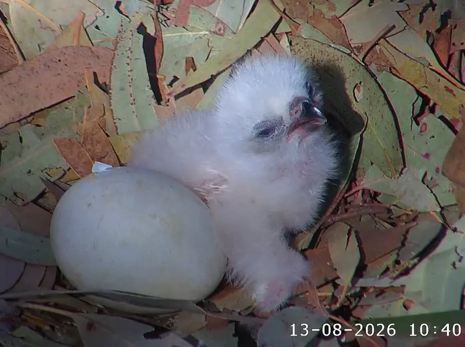 sea eagle eggs hatch