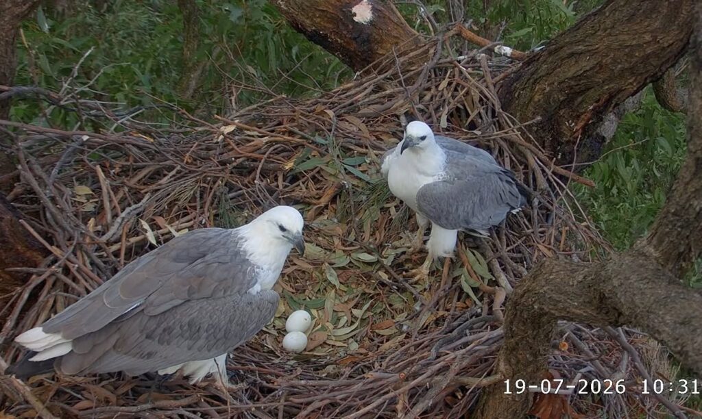 sea eagle eggs laid