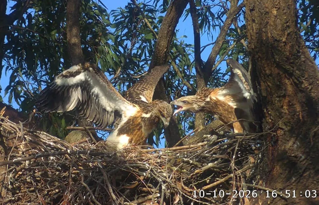sea eagles fledging
